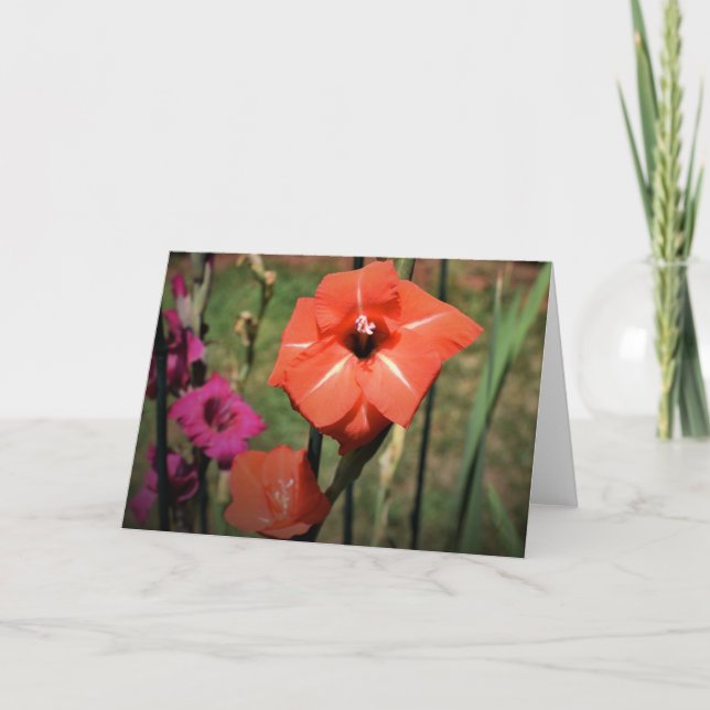 Gladioli, Karte (Vorderseite)