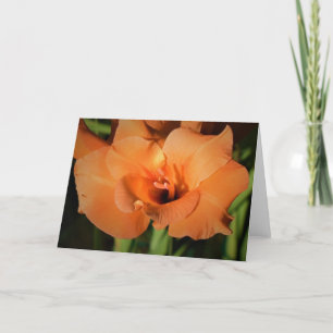 Gladioli, Karte