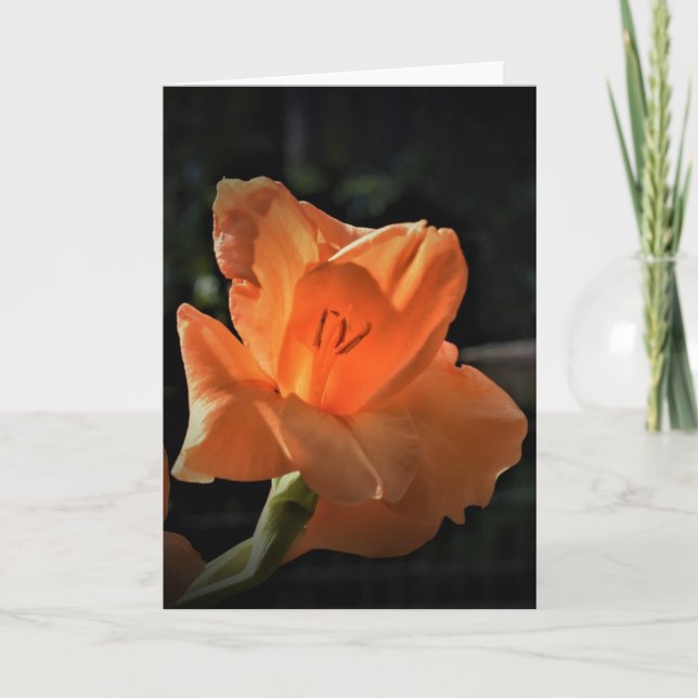 Gladioli, Karte (Vorderseite)