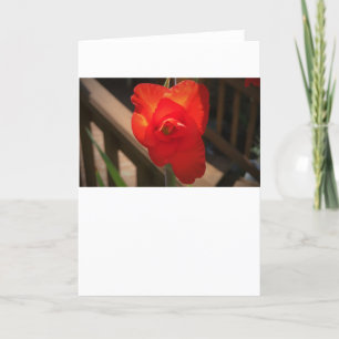 Gladioli, Karte