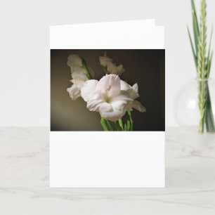 Gladioli, Karte