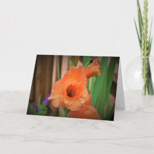 Gladioli, Karte