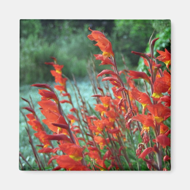 Gladioli Magnet (Vorne)
