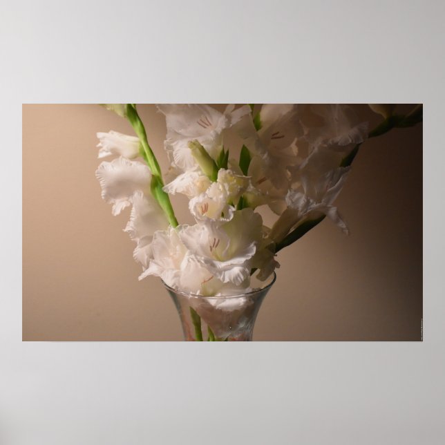 Gladioli, Poster (Vorne)