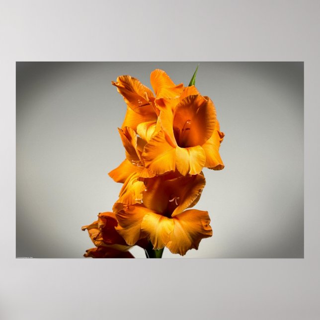 Gladioli Poster (Vorne)