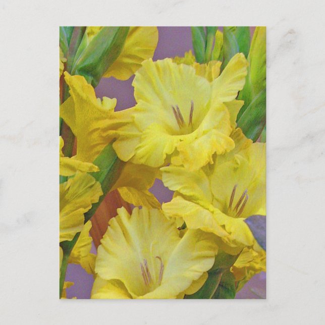 Gladiolus Blume Postcard Postkarte (Vorderseite)