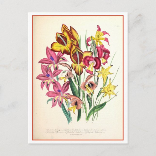 Gladiolus Botanische Illustration Vintag Postkarte (Vorderseite)