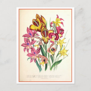 Gladiolus Botanische Illustration Vintage Postkarte
