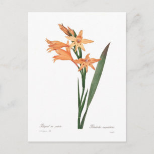 Gladiolus cuspidatus postkarte