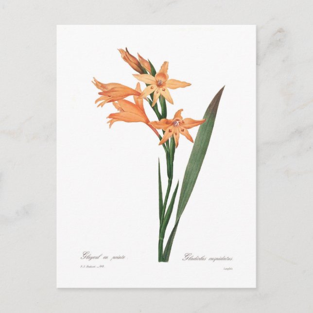 Gladiolus cuspidatus postkarte (Vorderseite)