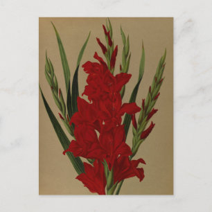 Gladiolus Gandavensis. Var. Brench Leyensis Postkarte