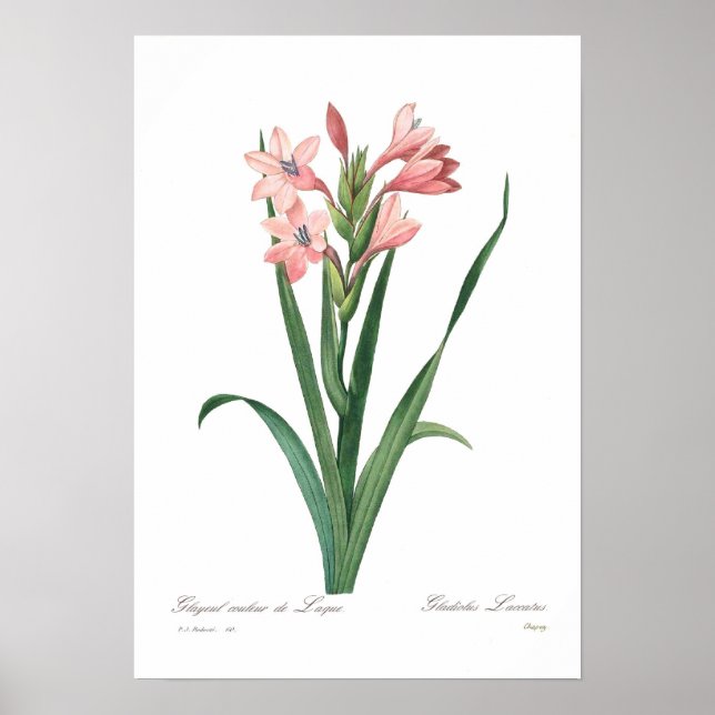 Gladiolus laccatus poster (Vorne)