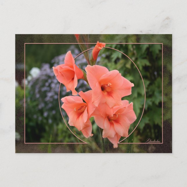 Gladiolus Postkarte (Vorderseite)