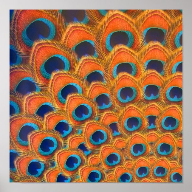 Glam Boho Orange Blue Peacock Feathers Poster (Vorne)
