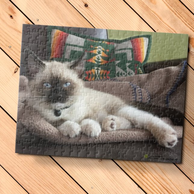 Glamour Blue Mit Augen Siamese Kitten Fotografie (Von Creator hochgeladen)