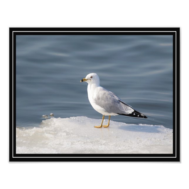 Glanz auf Eis Fotodruck (Vorne)