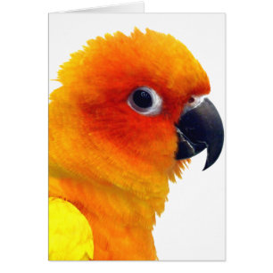Glänzender Sun Conure