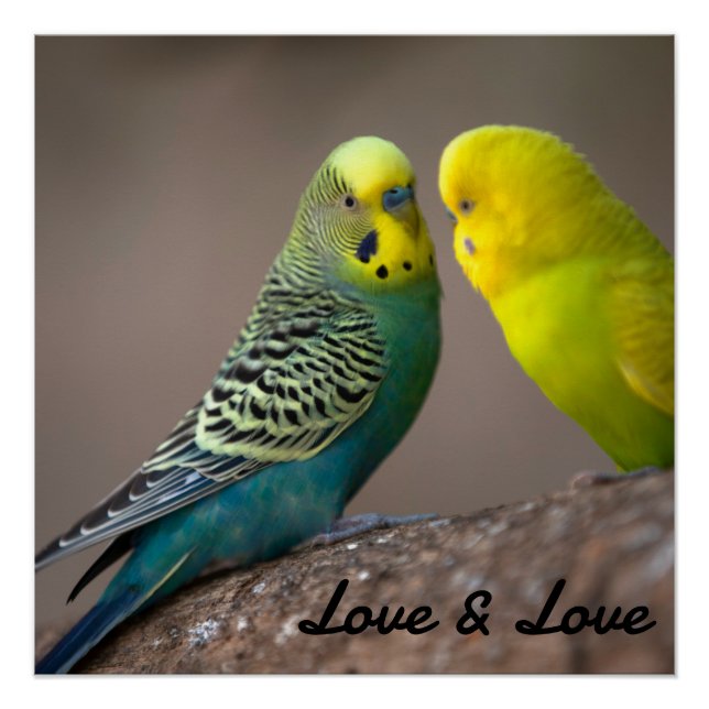 Glänzendes Poster Liebe Schwarze Farbe Text Vögel  (Vorderseite)