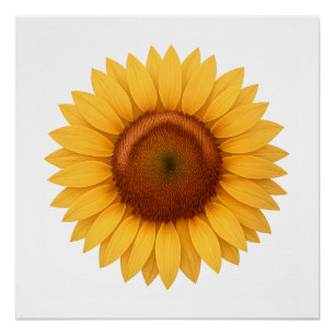 Glänzendes Poster - Sonnenblume