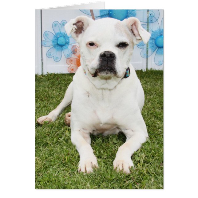 Glanzschuß - Boxer (Vorne)