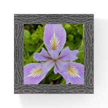 Glas Papergewicht mit Lavendel Iris