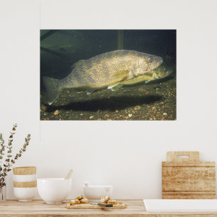 Glasauge im Tank Foto Poster