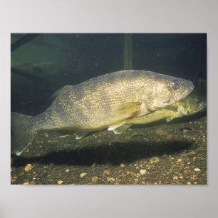 Glasauge Schwimmender Fisch im Tank Klein Poster