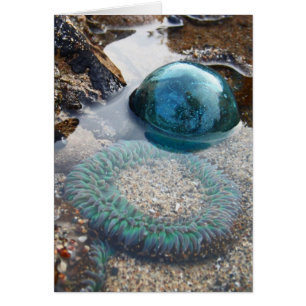 Glasfloss und Anemone