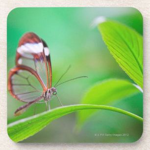Glasflügelschmetterling, der auf neuem Grün sich Getränkeuntersetzer