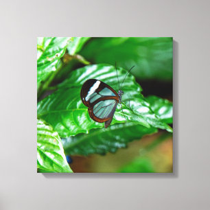 Glasflügelschmetterling im Regenwald von Costa Ric Leinwanddruck