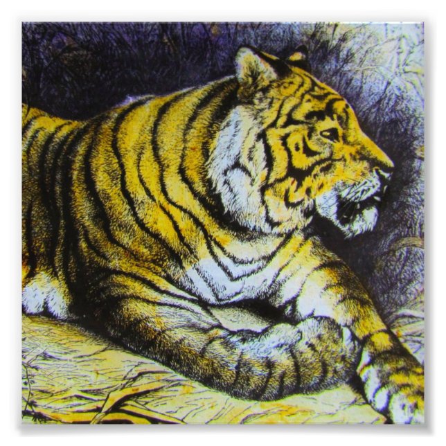 Glass Magic Laternen Folie A TIGER 1900 BIG CAT Fotodruck (Vorne)
