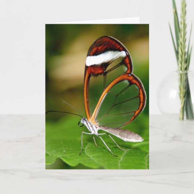 Glass Wing Karte (Vorderseite)