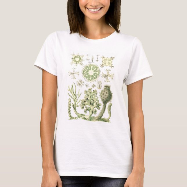 Glasschwämme T-Shirt (Vorderseite)