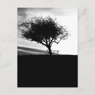 Glastonbury Hawthorn. Baum. Schwarz und Weiß. Postkarte