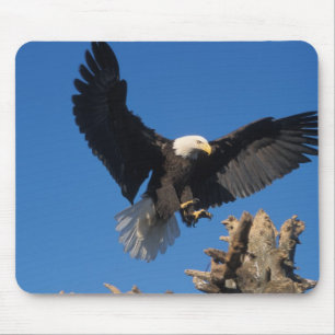 Glattadler, Haliäetus leuccocephalus, Landung Mousepad