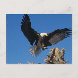 Glattadler, Haliäetus leuccocephalus, Landung Postkarte