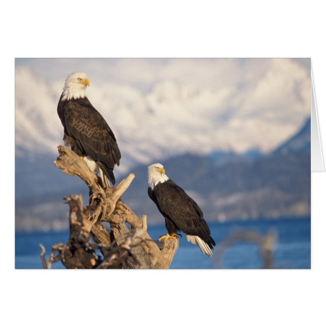 Glattadler, Haliäetus leuccocephalus, Paar (Vorderseite (Horizontal))