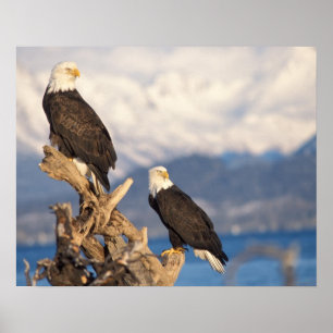 Glattadler, Haliäetus leuccocephalus, Paar Poster