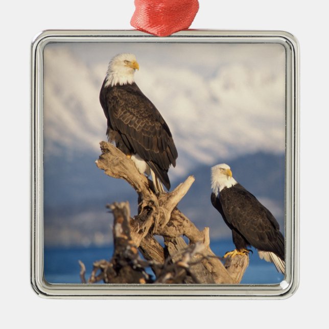 Glattadler, Haliäetus leuccocephalus, Paar Silbernes Ornament (Vorne)
