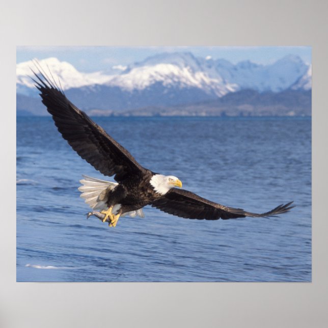 Glattadler, Haliäetus leucocephalus, in Flug 4 Poster (Vorne)