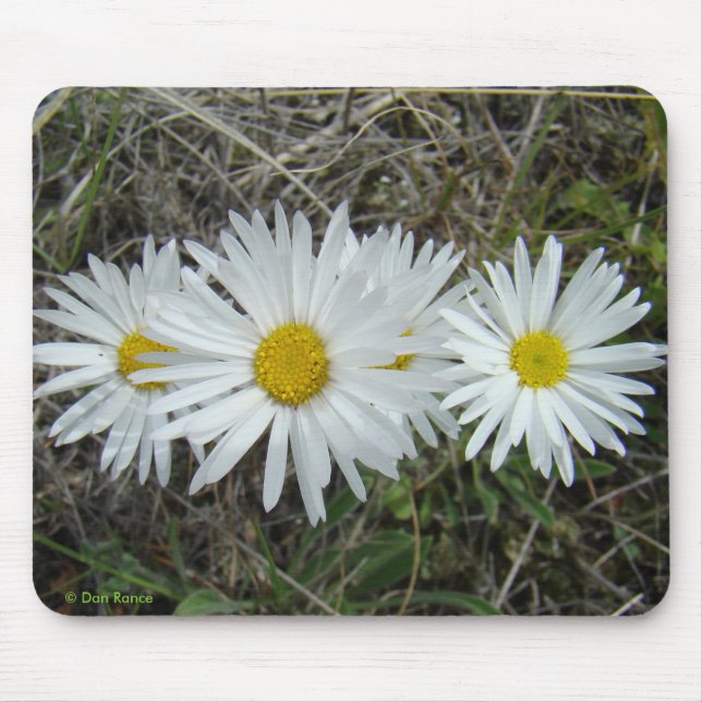 Glatte Aster der weißen Wildblumen-F42 Mousepad (Vorne)