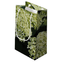 Glatte Hortensie