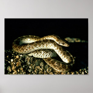 Glatte Schlange Poster