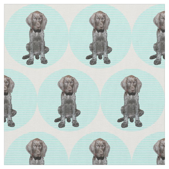 Glatter Graubär im Blau Stoff (Nahaufnahme)