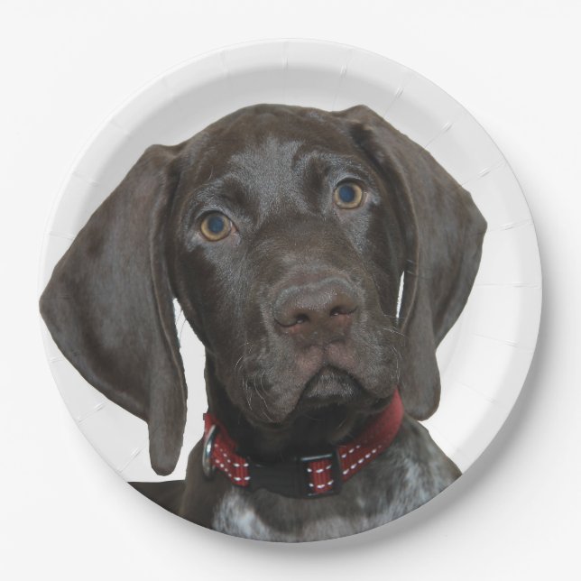 Glatter Graubär Pappteller (Vorderseite)