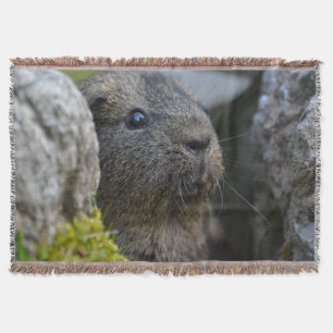 Glatter, Kurzhaar, Zitronen-Tickung Meerschweinche Decke