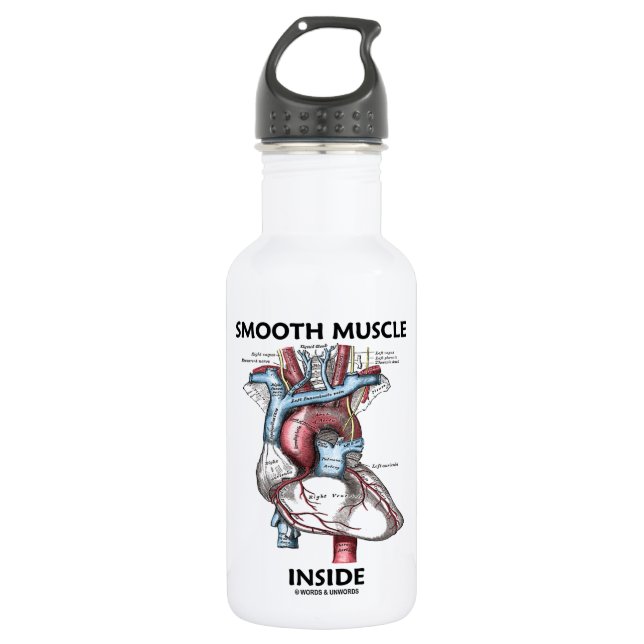 Glatter Muskel-Innere (die Anatomie-Herz des Edelstahlflasche (Vorderseite)