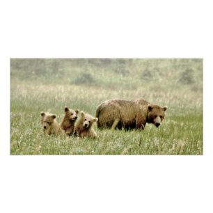 glattes Plakat 28x14 des Grizzlybären u. der Poster