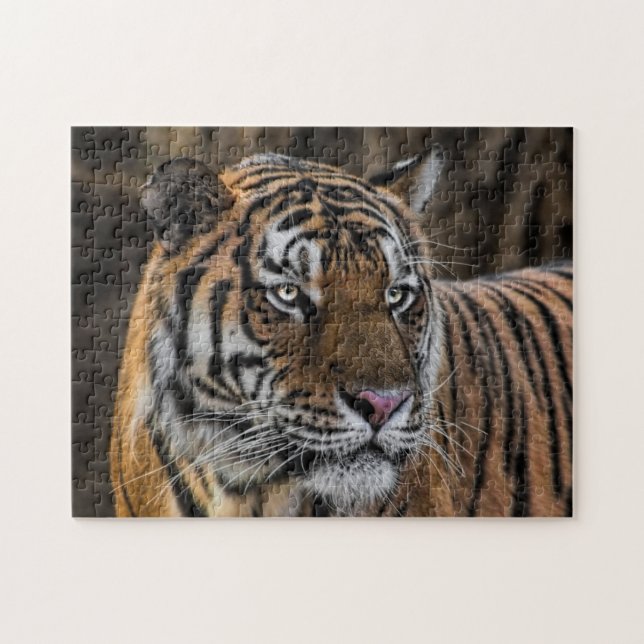 Glattes Tiger-Wildkatzen-Gesicht (Horizontal)