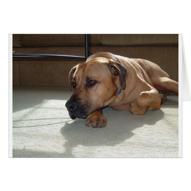 Glattleder (Vorderseite (Horizontal))